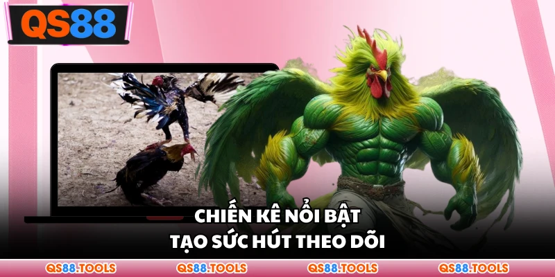 Chiến kê nổi bật tạo sức hút theo dõi